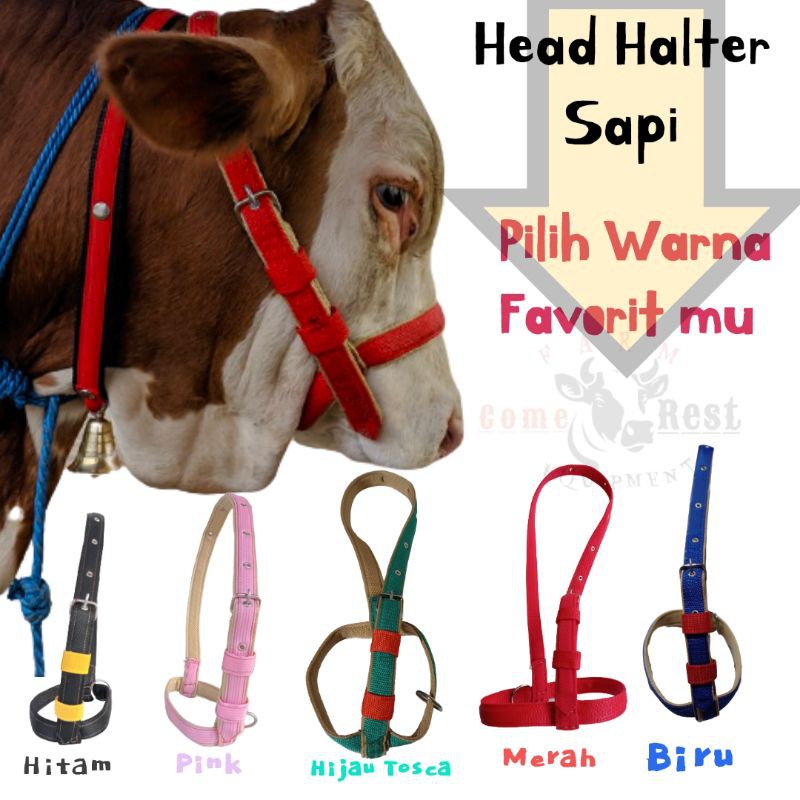 Head Halter Sapi Warna