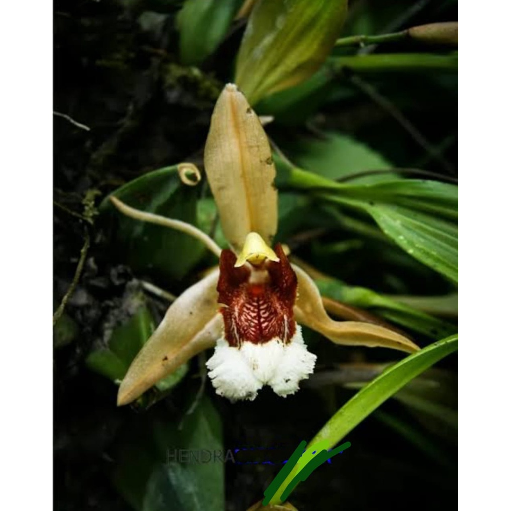 Anggrek Coelogyne Speciosa