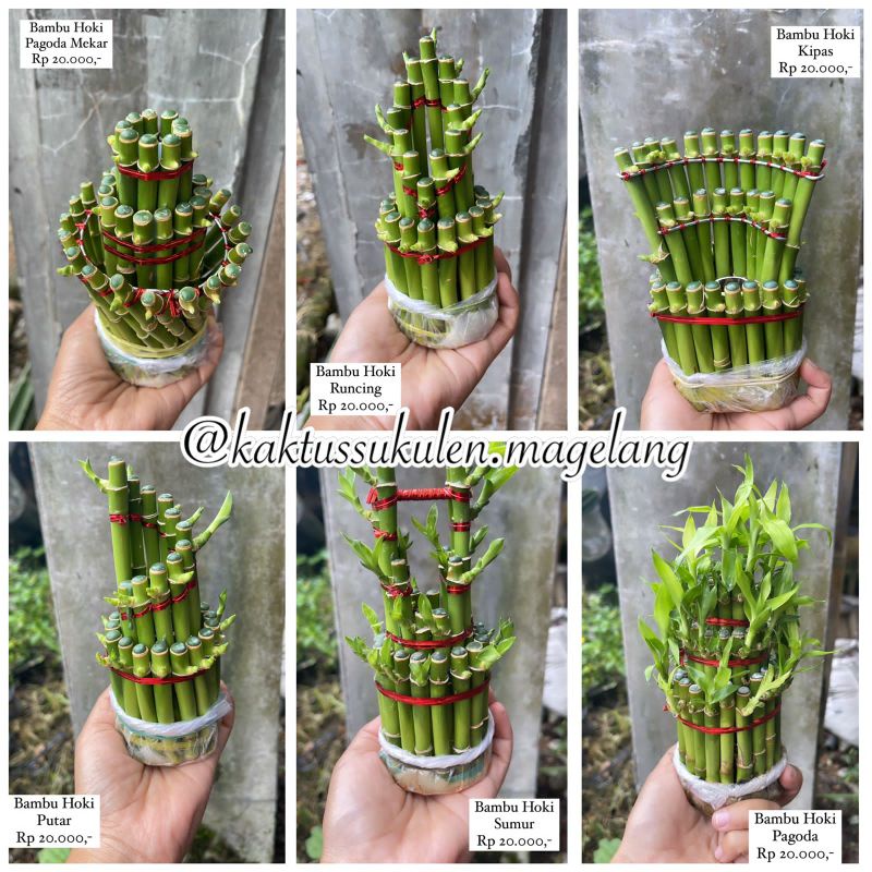 Bambu Hoki Murah