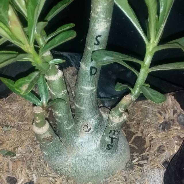 Adenium tumpuk 3-4 warna
