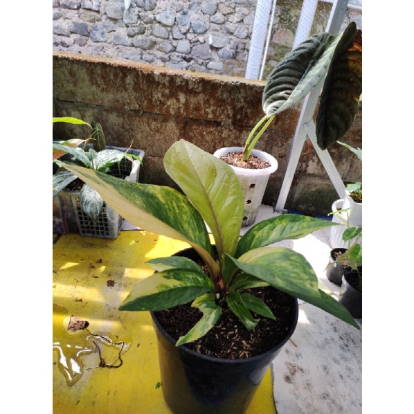 jemani cobra varigata mewah