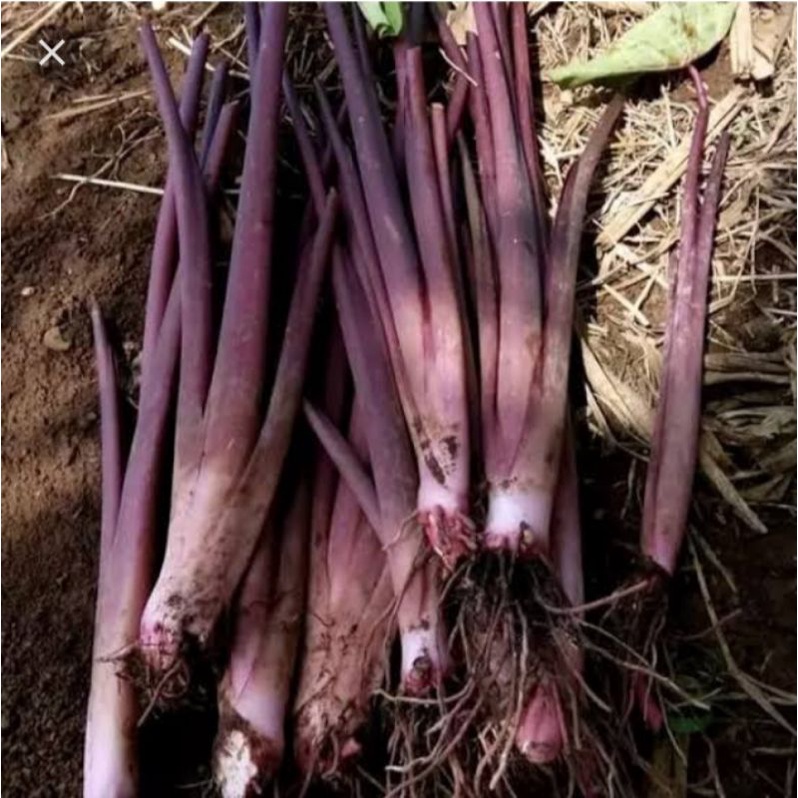 Bibit talas ungu/Lompong