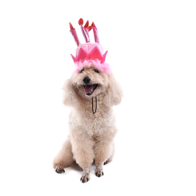 Pet birthday hat atau topi ulang tahun anjing atau kucing