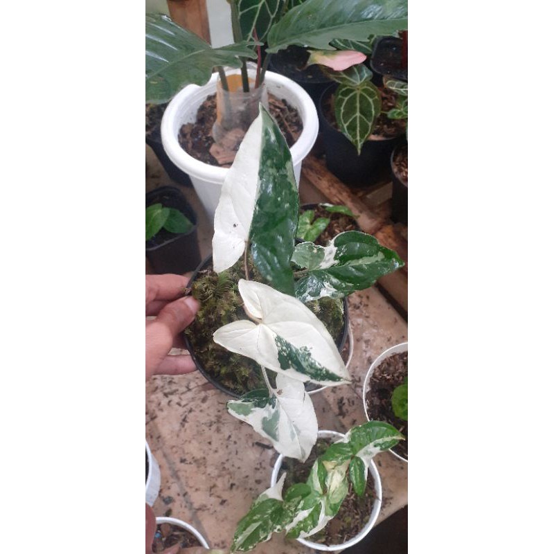 syngonium albo varigated albo