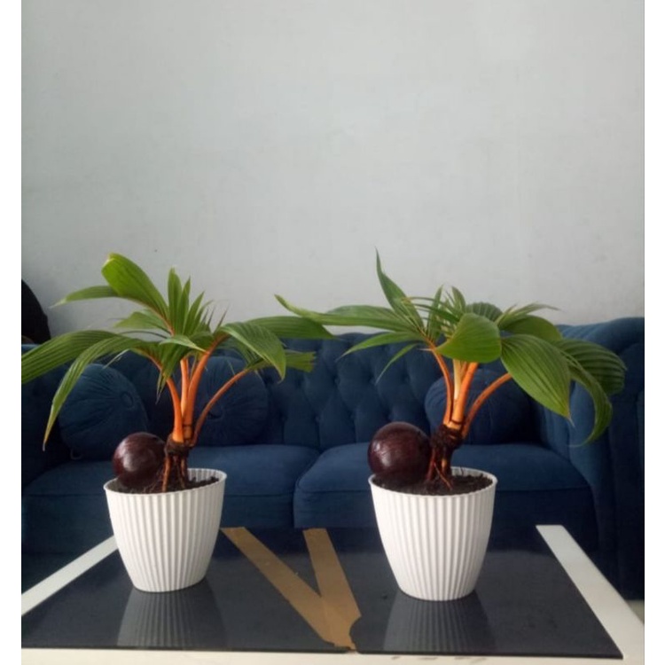 bonsai kelapa gading sudah jadi dan memakai pot kerang