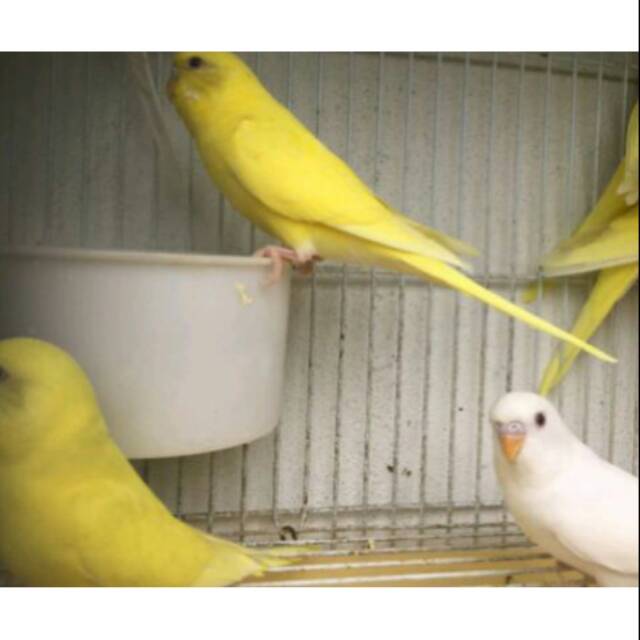 Burung Parkit Albino Si Mata Merah Cantik Shopee Indonesia