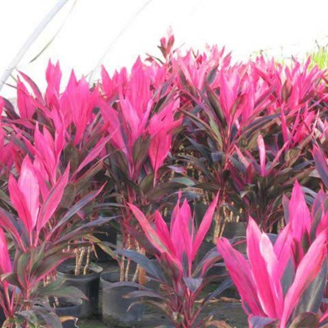 Jual Tanaman Hias Bunga Andong Hanjuang Merah Indonesia Shopee Indonesia