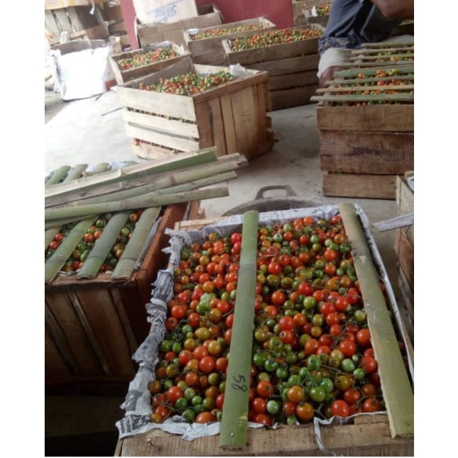 

Rampai khas lampung#tomat kecil#berat 250g