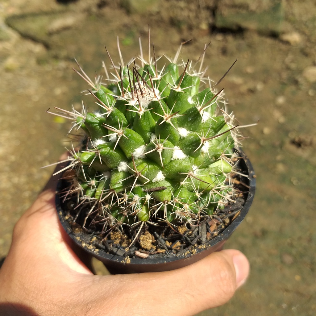 Kaktus Mammilaria Nejapensis | Silver Arrow Cactus | Paket Paketan Kaktus Sukulen Bebas Pilih Jenis 