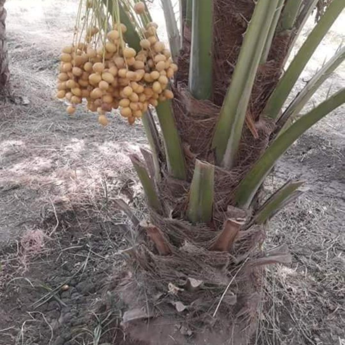 Bibit Berkwalitas Bibit Buah Kurma KL 1 Super Unggulan