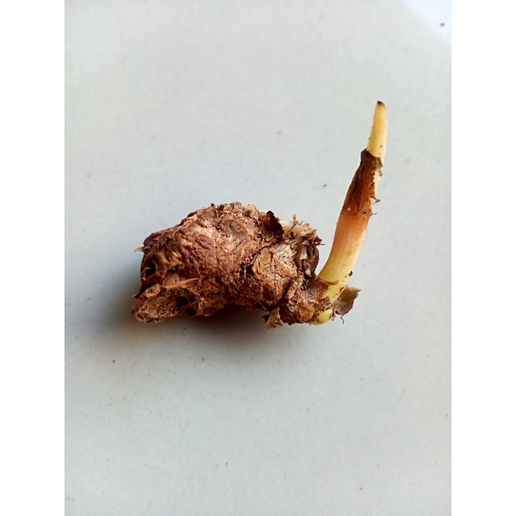 RIMPANG KUNYIT HITAM ASLI 1 TUNAS