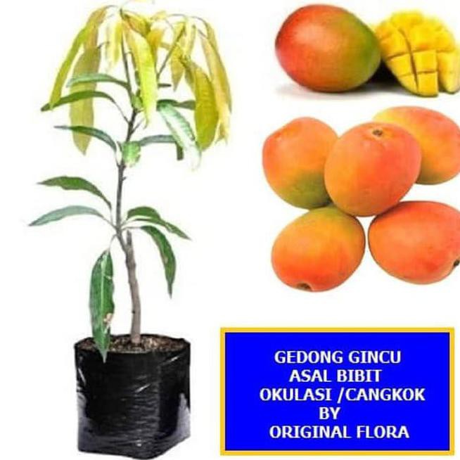 Bibit Mangga Gedong Gincu Pohon Mangga Bibit Buah Mangga Gedong Gincu * Rest0Ck