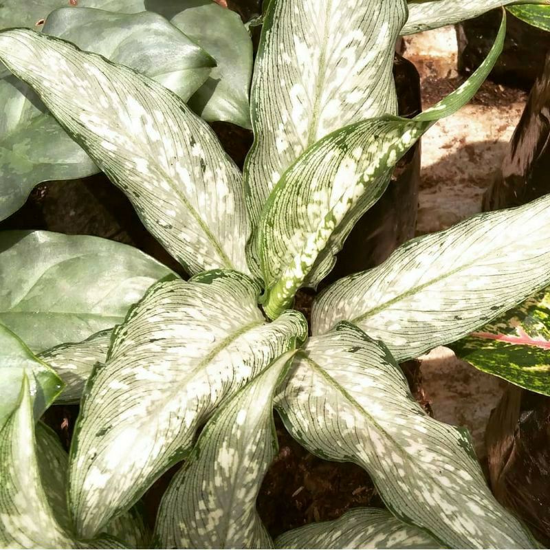 Bunga diven balik/ selendang putri