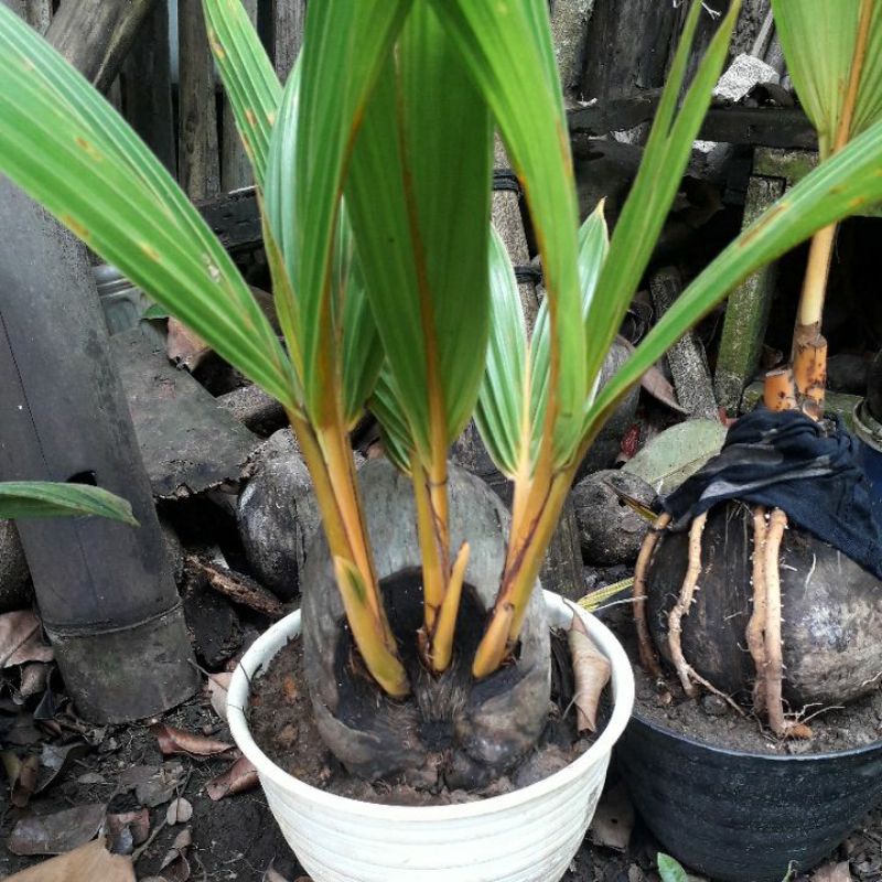 kelapa gading oren kembar 3