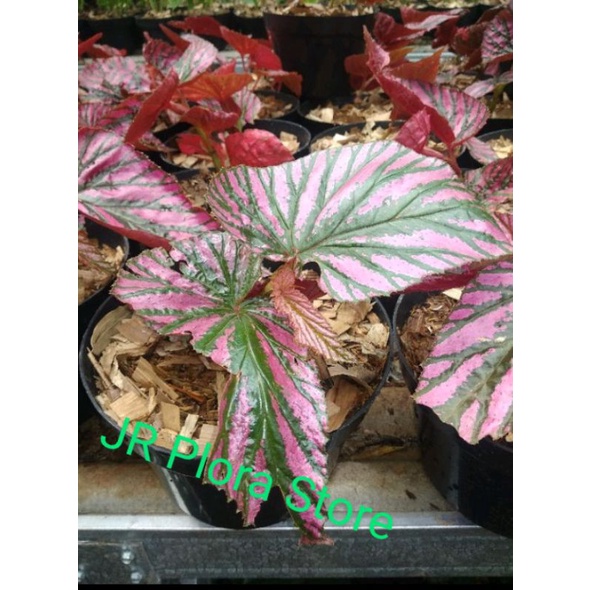 Tanaman hias Begonia Rex Wallet/tanaman hias Begonia rek walet