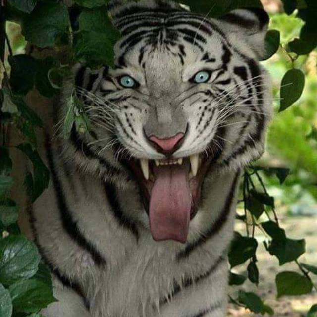 raden_mas_honggo_dipuro