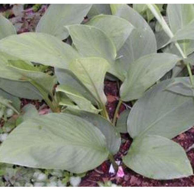 

Daun temu kunci segar 500gr