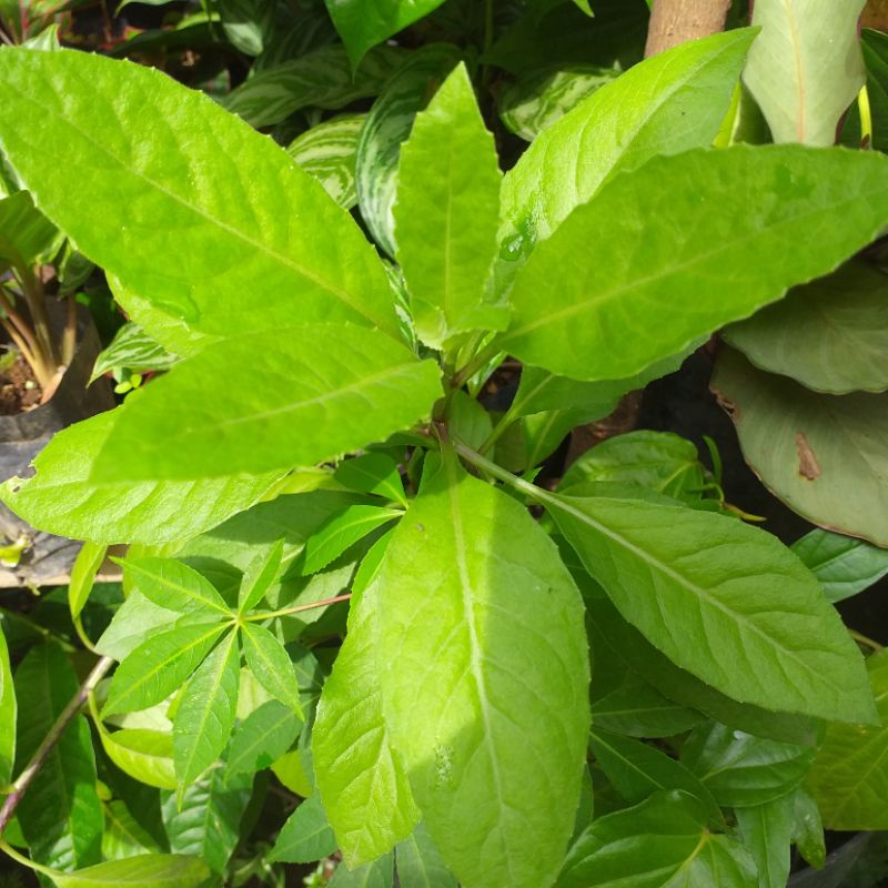 tanaman herbal sambung nyawa