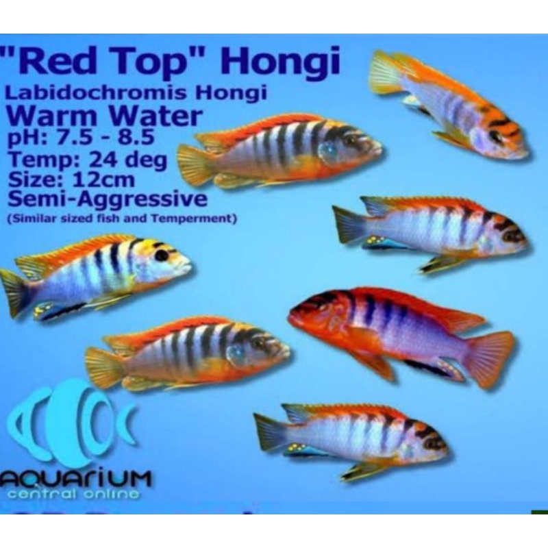Red Top Hongi Cichlid 3cm