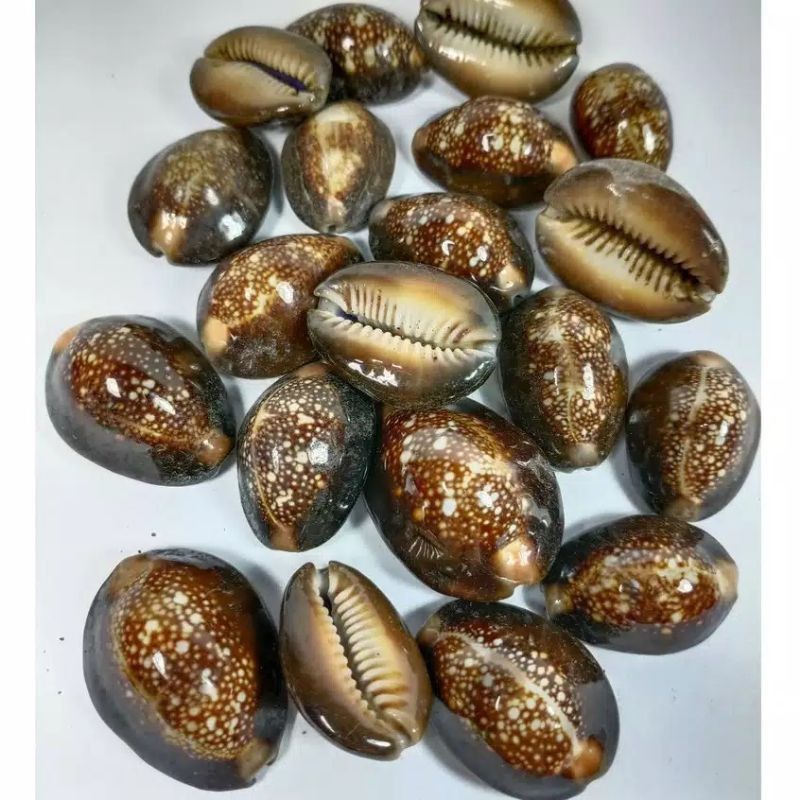 kewuk hitam / kuwuk hitam isi 100gram / kerang hitam / biji bekel / biji congkak