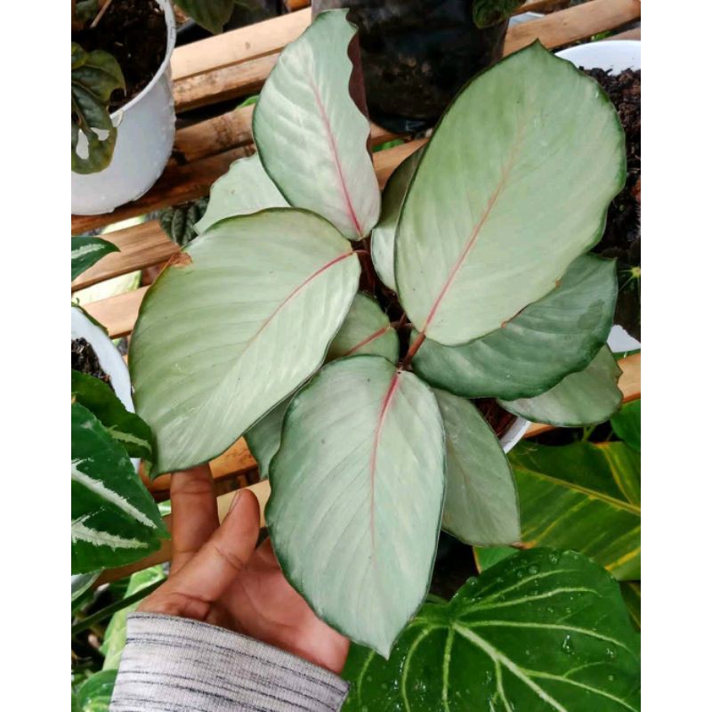 Calathea Silver / Tanaman Hias Calathea Silver