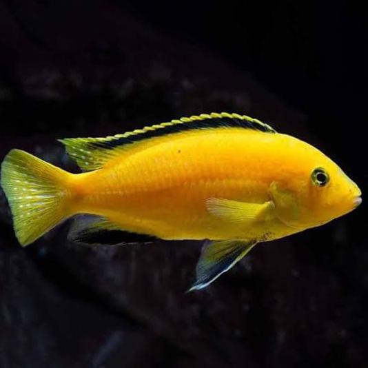 

TERBARU CICHLID YELLOW LEMON FISH
