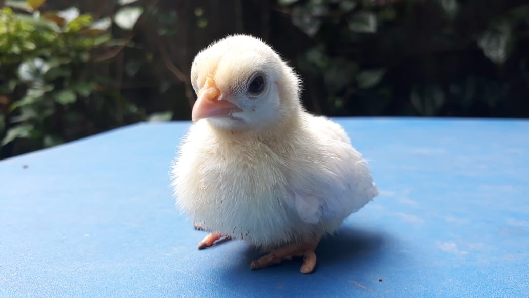 Tabasa Payung Tongkat Std Fiber Loko