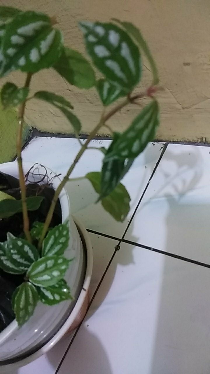 Tanaman Hias Pilea Mutiara - Piela Cardierei
