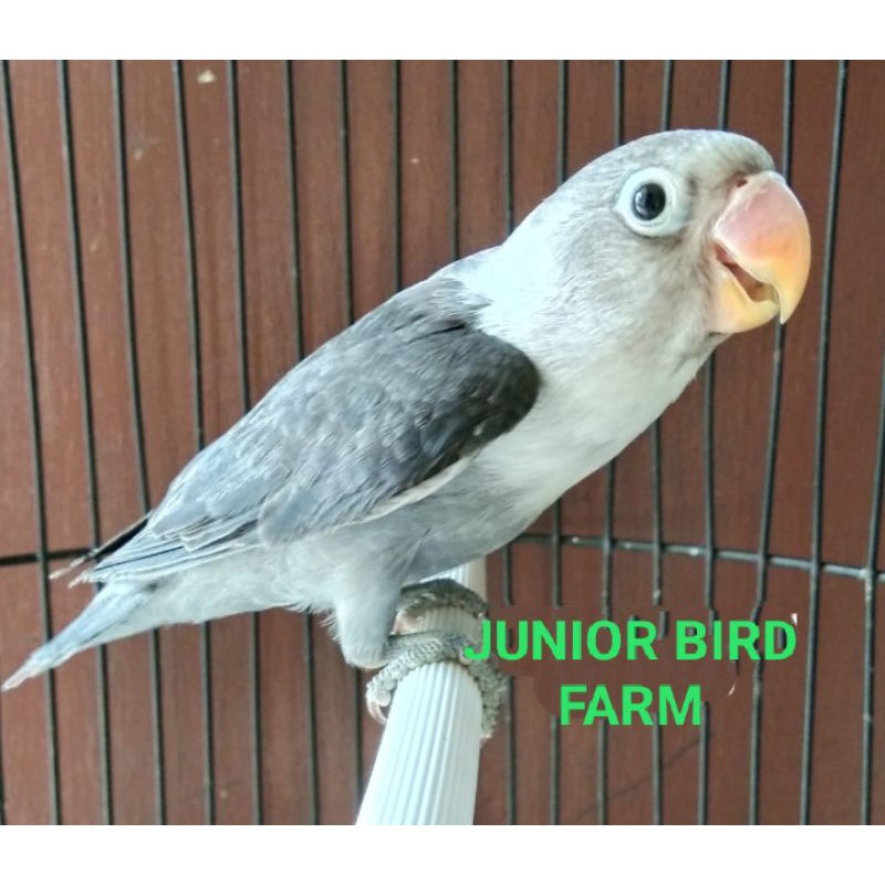 burung love bird batman prospek