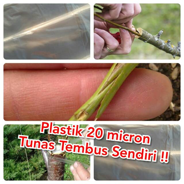 Plastik Okulasi PE 02 20 micron Tunas Menembus Plastik Sendirinya