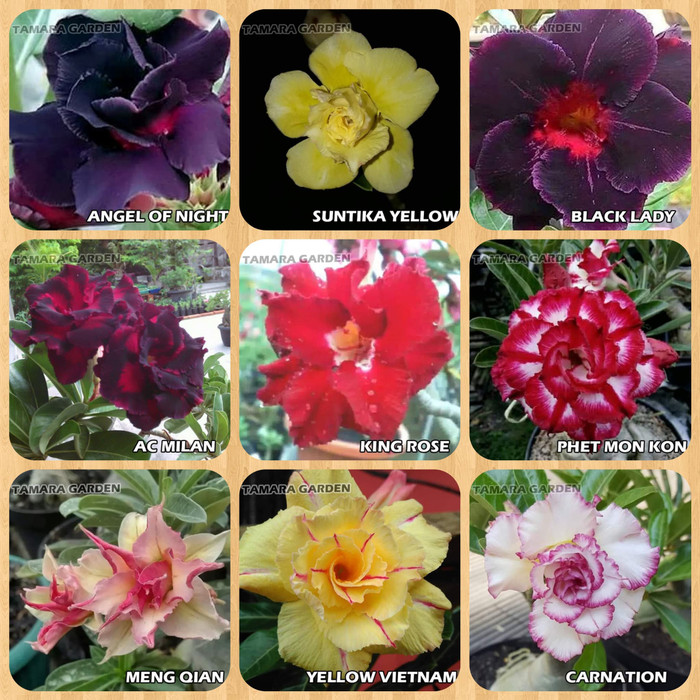 Bibit Bunga Kamboja Jepang - Adenium 5 jenis