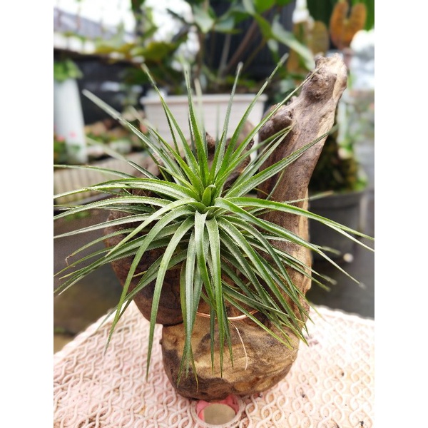 TILLANDSIA STRICTA INDUKAN DEWASA