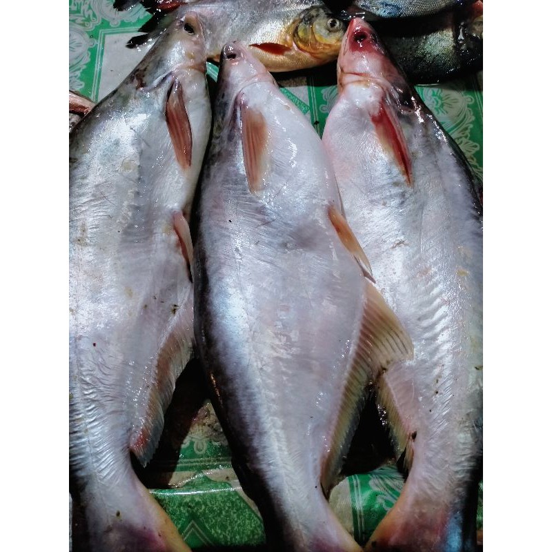 

IKAN PATIN