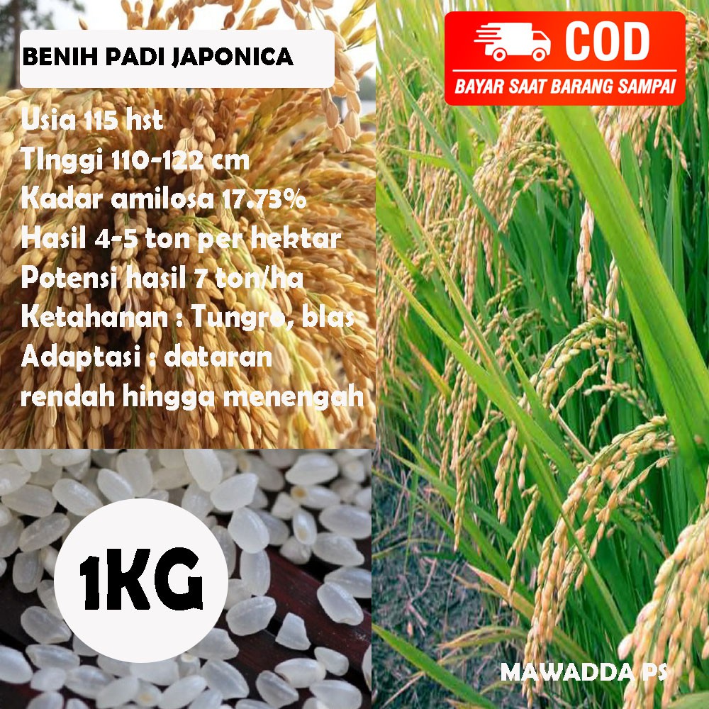 Biji Padi Unggul Japonica Beras Jepang 1KG