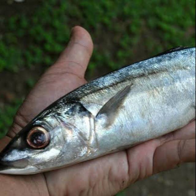 

ikan laut ikan layang jumbo ikan fresh dan segar