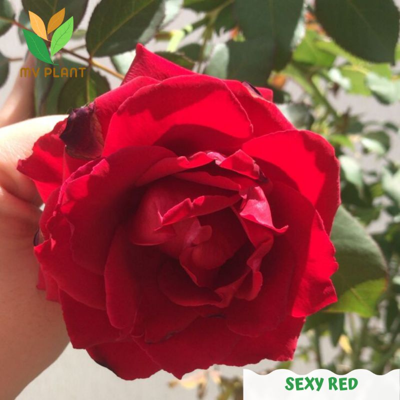 Tanaman hidup Bunga Mawar Sexy Red Dewasa -Mawar Merah - Mawar Holland merah