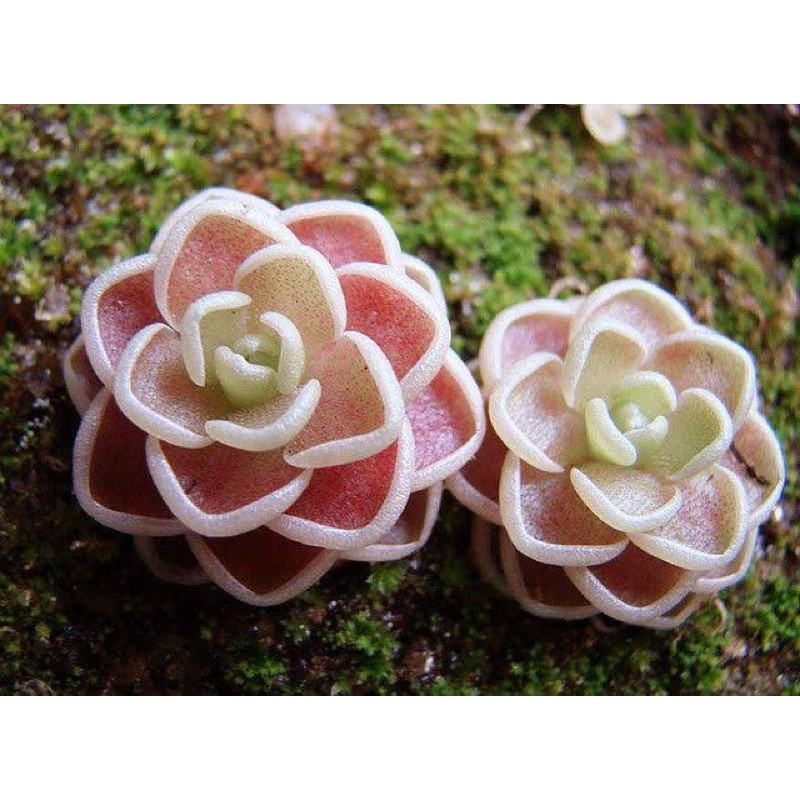 

pinguicula esseriana