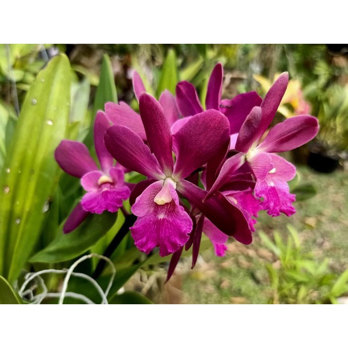 Guaricyclia Yucatan DEWASA