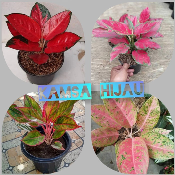 paket merah 4 aglonema