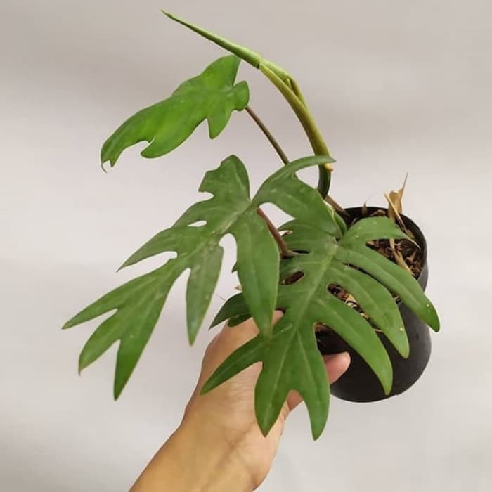 Tanaman Hias Philodendron - Philodendron Mayoi - Philo Mayoi