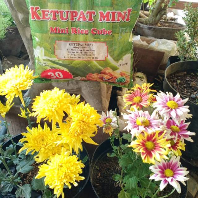 

Ketupat Mini