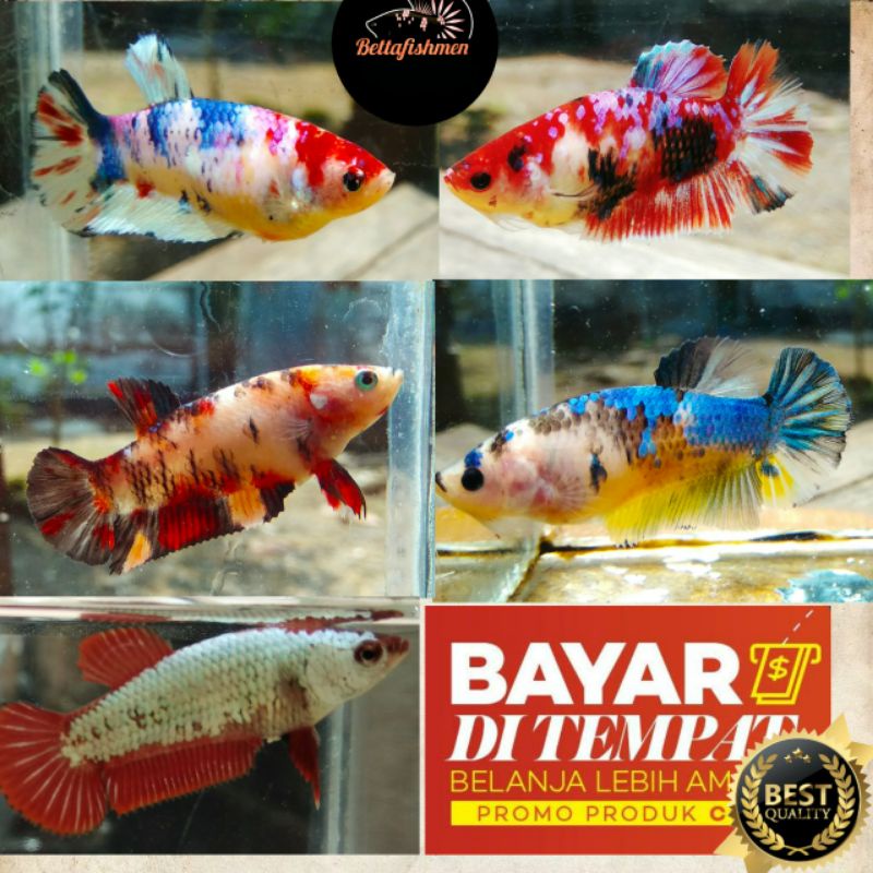 

IKAN CUPANG MULTI COLOR FEMALE SIAP BREEd