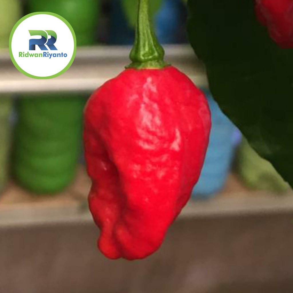 BIJI Benih Cabai NAGA VIPER Chilli Pepper Chili ini BIJI Benih bukan BUAH CABE nya