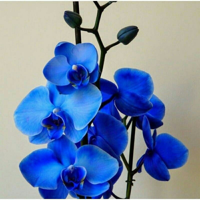 Seedling Anggrek Dendrobium BlueSeedling