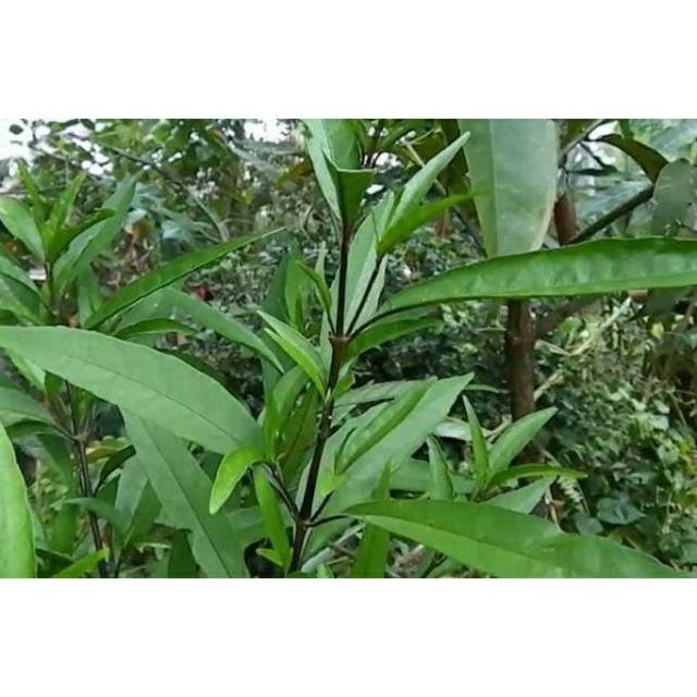 Daun herbal daun gandarusa