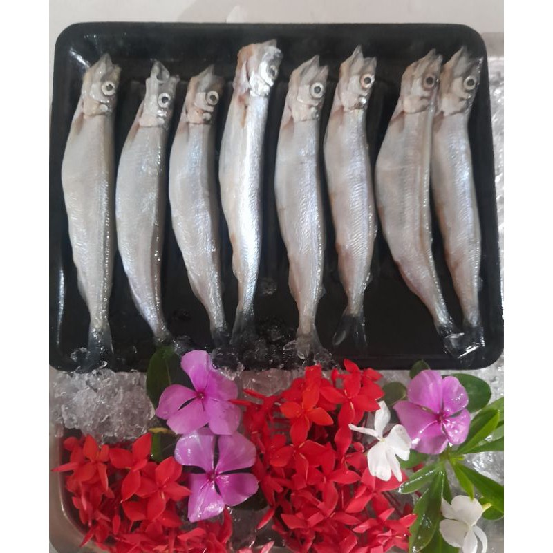 

IKAN SHISHAMO FROZEN ISI 8 EKOR