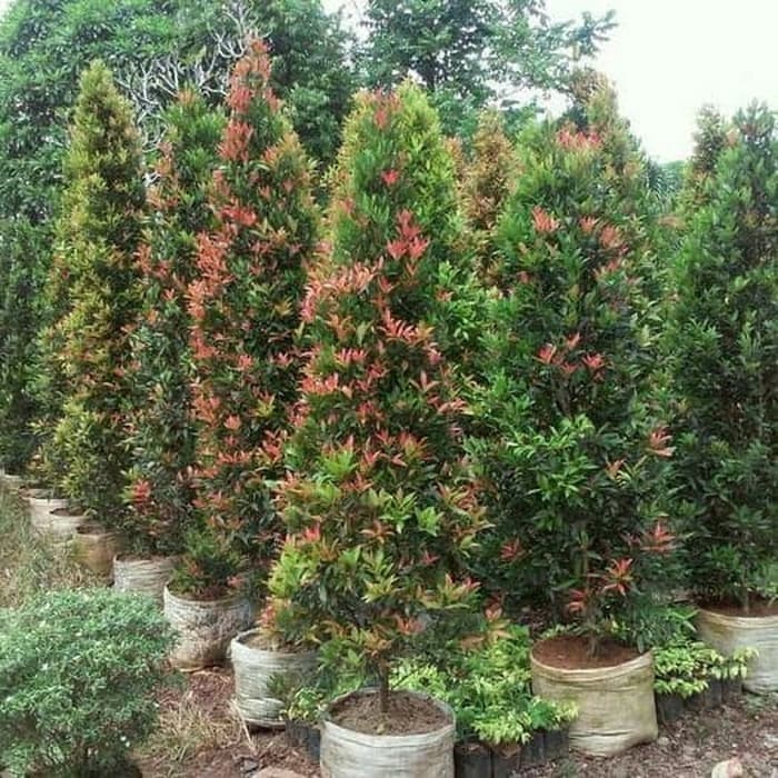 tanaman hias pucuk merah-tinggi 2meter/pohon pagar pucuk merah