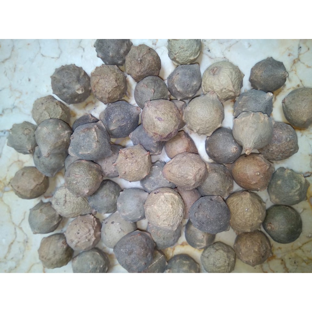 Biji Buah Manjakani 25 gram ( 6 biji )