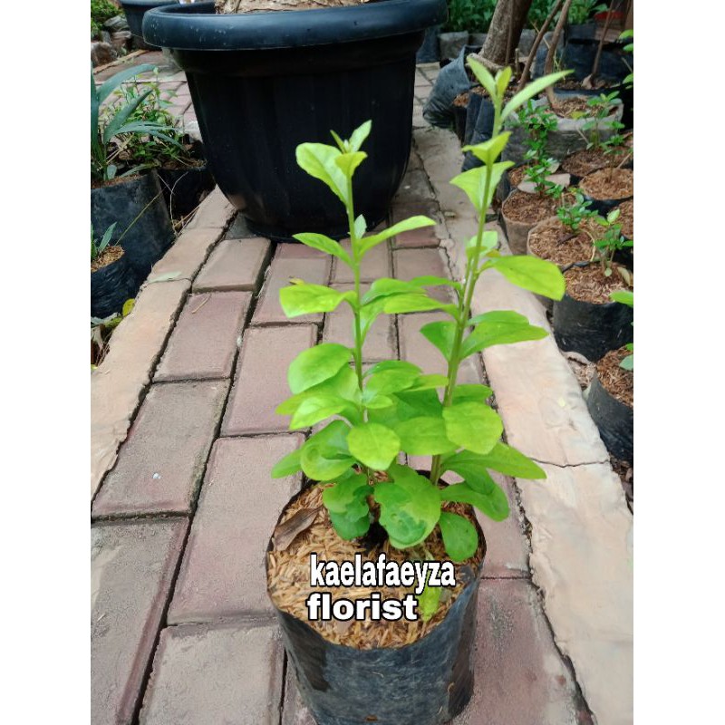 Tanaman Lee Kwan Yew | Tanaman Rambat | Tanaman Rambat Menjuntai