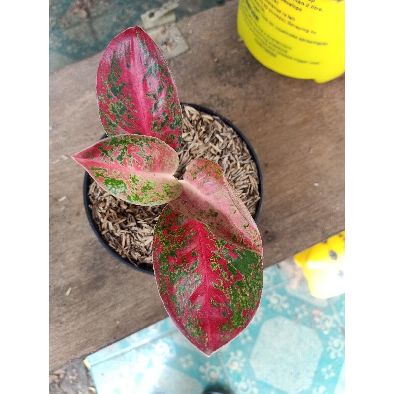 

bibit aglonema red stardus